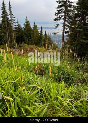 Dieses Foto von der Spitze des Grouse Mountain zeigt üppiges Gras, hohe Bäume und einen Fernblick auf Vancouver und das Meer, was die Natur hervorhebt Stockfoto