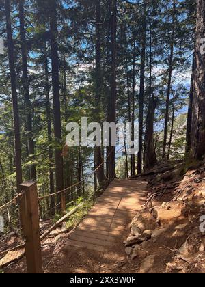 Ein Abschnitt des Grouse Grind Trail, der einen schattigen Pfad zeigt, der sich durch dichten Wald schlängelt. Der Weg ist gesäumt von hohen Bäumen und Sonnenlicht filtert durch Stockfoto