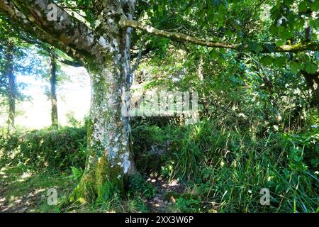 Die antiken Ruinen der Madron Chapel and Baptistry in der Nähe von Penzance, Cornwall - John Gollop Stockfoto