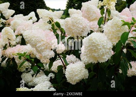 Blühende Hortensie paniculata oder Panicled Hortensie - John Gollop Stockfoto