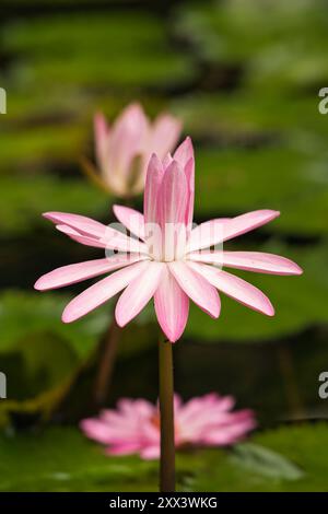 Nahaufnahme der rosa Wasserlilienblume im botanischen Garten, Mahe, Seychellen Stockfoto