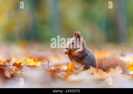 Eine Nahaufnahme eines Eichhörnchens (Sciurus vulgaris), das in einem lebhaften Herbstwald lebt. Die Szene fängt die satten Farben des Herbstblatts rund um die ani ein Stockfoto