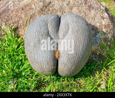 Weiblicher Coco de Mer Samen auf grünem Gras in der Nähe von Granitfelsen, Mahe Seychellen Stockfoto