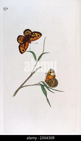 Wandbraun. Platte 279, Britische Insekten, Edward Donovan, 1792-1815. Hohe Auflösung Stockfoto