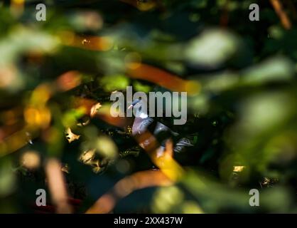 Holztaube (Columba Palumbus) Stockfoto