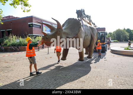 Wenn schwere Dinos fliegen - Modelle vor dem LWL-Museum für Naturkunde versetzt. Wahrzeichen des Museums kennzeichnen neuen Museumseingang. Das LWL-Museum für Naturkunde bekommt einen Anbau auf dem Museumsvorplatz. Für die Zeit der Bauarbeiten markieren die Dinos den neuen, vorübergehenden Eingang in das Museum. Münster, Nordrhein-Westfalen, DEU, Deutschland, 22.08.2024 *** als schwere Dinosaurier Fliegenmodelle vor dem Naturhistorischen Museum des LWL bewegten, markieren Wahrzeichen des Museums den neuen Museumseingang, für den das Naturhistorische Museum des LWL eine Erweiterung auf dem Museumsvorplatz erhält Stockfoto