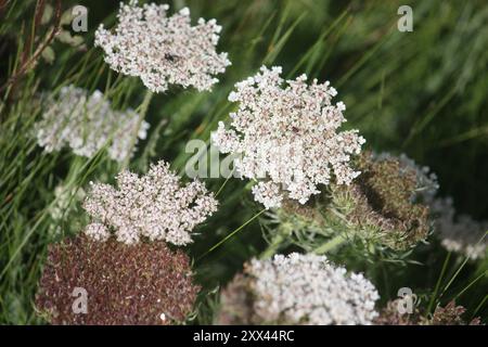 Queen Anne es Lace Stockfoto