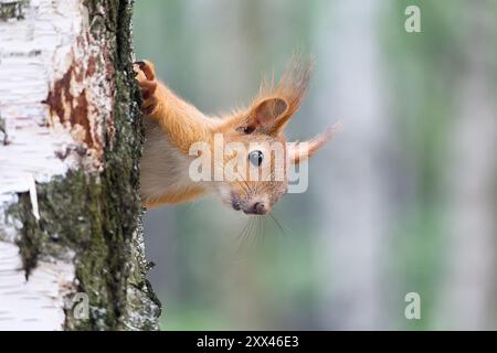 Ein niedliches Rotes Eichhörnchen, Sciurus vulgaris, blickt hinter einem Baumstamm hervor. Tierwelt Stockfoto