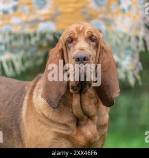 Kopf und Schultern von Bluthunden Stockfoto