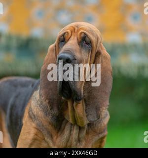 Bloodhound Hund Stockfoto