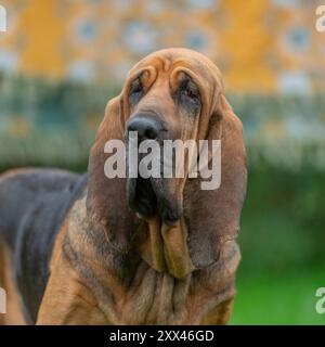 Kopf und Schultern von Bluthunden Stockfoto