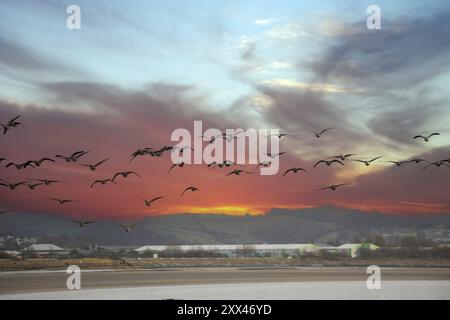 Gänseflug bei Dawn Over the River exe in Devon, England, Großbritannien Stockfoto