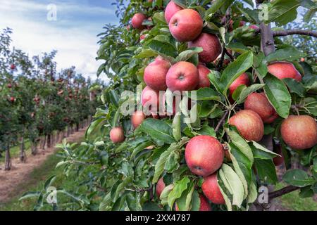 Äpfel im Obstgarten, viele rote Äpfel der Sorte Jonagold Stockfoto