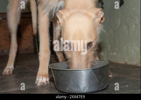 Lurcher-Hund, der aus einer Hundeschale isst und in die Kamera schaut Stockfoto