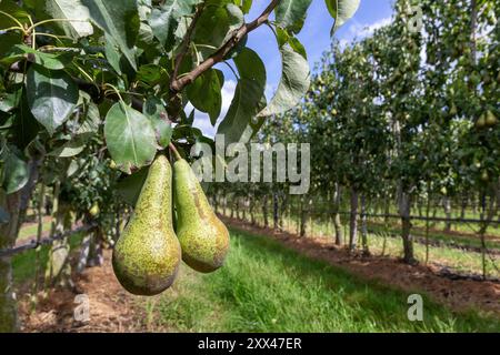 Gruppe von Konferenzbirnen reift im Birnenbaum Stockfoto