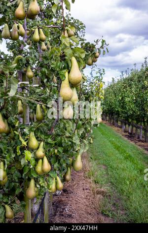 Gruppe von Konferenzbirnen reift im Birnenbaum Stockfoto