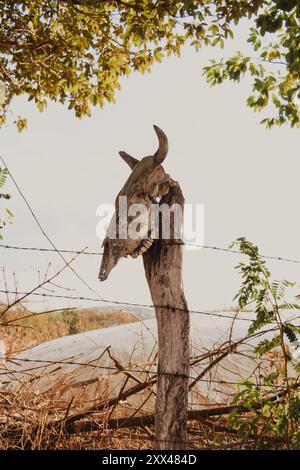 Rinderkopf hängt am Zaun Stockfoto