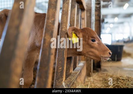 Jungkalb isst Heu in der Scheune. Das süße Kalb schaut in die Kamera. Wade Junge Kuh, die in der Scheune steht und Heu isst. Stockfoto