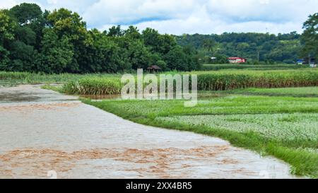 Ein Bild von beschädigten Reispflanzen auf einem Reisfeld, nachdem das Hochwasser zurückgegangen ist, zeigt die Zerstörung, die nach einer plötzlichen Überschwemmung hinterlassen wurde. Stockfoto