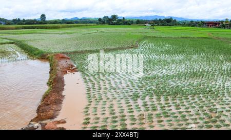 Ein Bild von beschädigten Reispflanzen auf einem Reisfeld, nachdem das Hochwasser zurückgegangen ist, zeigt die Zerstörung, die nach einer plötzlichen Überschwemmung hinterlassen wurde. Stockfoto