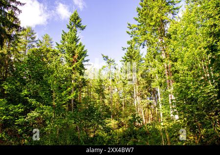 Dundee, Tayside, Schottland, Großbritannien. August 2024. Wetter in Großbritannien: Starke Winde und Sonnenschein in Dundee Templeton Woods. Die Wälder in Dundee, Schottland, bieten eine wunderschöne Landschaft mit den stürmischen Bedingungen und dem hellen Sommersonnenlicht. Quelle: Dundee Photographics/Alamy Live News Stockfoto