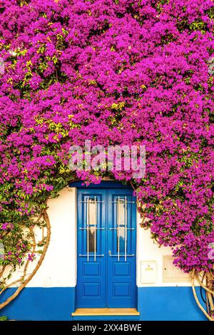 Atemberaubende lila Blumen umgeben eine blaue Tür und weiße Wände. Stockfoto