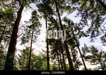 Dundee, Tayside, Schottland, Großbritannien. August 2024. Wetter in Großbritannien: Starke Winde und Sonnenschein in Dundee Templeton Woods. Die Wälder in Dundee, Schottland, bieten eine wunderschöne Landschaft mit den stürmischen Bedingungen und dem hellen Sommersonnenlicht. Quelle: Dundee Photographics/Alamy Live News Stockfoto