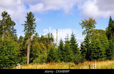 Dundee, Tayside, Schottland, Großbritannien. August 2024. Wetter in Großbritannien: Starke Winde und Sonnenschein in Dundee Templeton Woods. Die Wälder in Dundee, Schottland, bieten eine wunderschöne Landschaft mit den stürmischen Bedingungen und dem hellen Sommersonnenlicht. Quelle: Dundee Photographics/Alamy Live News Stockfoto