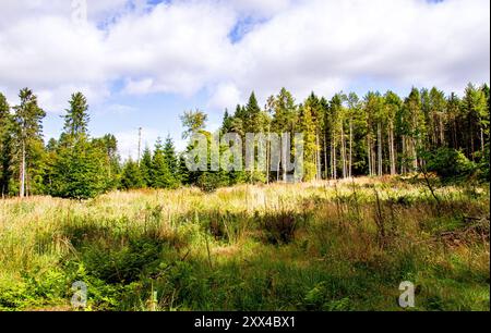 Dundee, Tayside, Schottland, Großbritannien. August 2024. Wetter in Großbritannien: Starke Winde und Sonnenschein in Dundee Templeton Woods. Die Wälder in Dundee, Schottland, bieten eine wunderschöne Landschaft mit den stürmischen Bedingungen und dem hellen Sommersonnenlicht. Quelle: Dundee Photographics/Alamy Live News Stockfoto