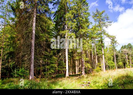 Dundee, Tayside, Schottland, Großbritannien. August 2024. Wetter in Großbritannien: Starke Winde und Sonnenschein in Dundee Templeton Woods. Die Wälder in Dundee, Schottland, bieten eine wunderschöne Landschaft mit den stürmischen Bedingungen und dem hellen Sommersonnenlicht. Quelle: Dundee Photographics/Alamy Live News Stockfoto