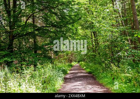 Dundee, Tayside, Schottland, Großbritannien. August 2024. Wetter in Großbritannien: Starke Winde und Sonnenschein in Dundee Templeton Woods. Die Wälder in Dundee, Schottland, bieten eine wunderschöne Landschaft mit den stürmischen Bedingungen und dem hellen Sommersonnenlicht. Quelle: Dundee Photographics/Alamy Live News Stockfoto