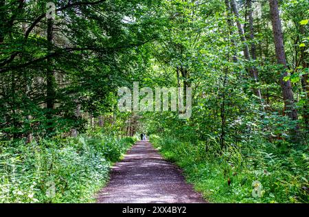 Dundee, Tayside, Schottland, Großbritannien. August 2024. Wetter in Großbritannien: Starke Winde und Sonnenschein in Dundee Templeton Woods. Die Wälder in Dundee, Schottland, bieten eine wunderschöne Landschaft mit den stürmischen Bedingungen und dem hellen Sommersonnenlicht. Quelle: Dundee Photographics/Alamy Live News Stockfoto