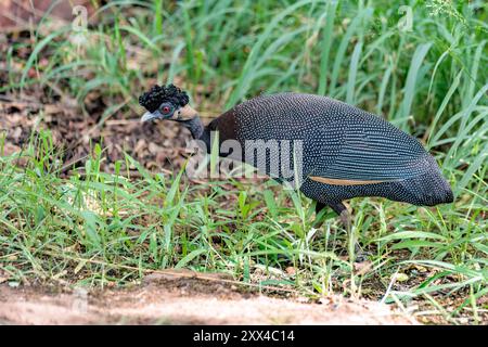 Guineafuhu (Guttera pucherani) aus Kruger NP, Südafrika. Stockfoto