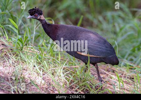 Guineafuhu (Guttera pucherani) aus Kruger NP, Südafrika. Stockfoto