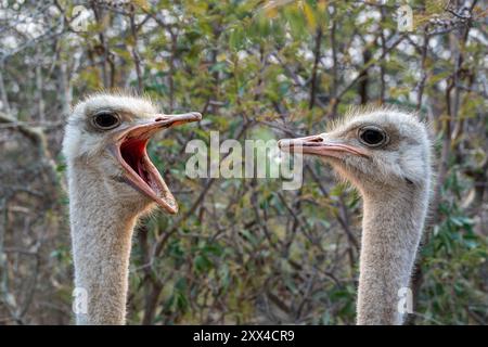 Nahaufnahme eines lustigen Paares von Straußen, Straußenstreit und -Geschrei, Tierkomödie in Namibia, Afrika Stockfoto