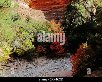 Eine trockene Rinne, gefüllt mit Bigtooth Maple (Acer Grandidentatum), die im Zion National Park, Utah, ihr rotes Herbstlaub zeigt. Stockfoto