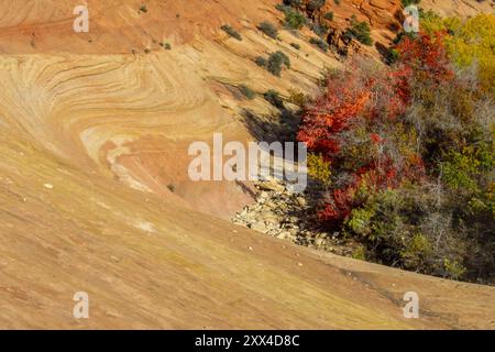 Navajo Sandstein, der sich um einen kleinen Ahornständer im Zion-Nationalpark, Utah, mit seinem scharlachroten Herbstlaub, dreht. Stockfoto