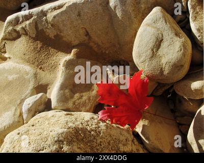 Ein einzelnes scharlachrotes Blatt eines Bigtooth Maple, Acer Grandidentatum, zwischen den abgerundeten Felsbrocken in einer ausgetrockneten Schlucht im Zion-Nationalpark in Utah. Stockfoto