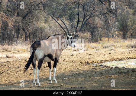 Nahaufnahme eines Oryx, afrikanischen Oryx oder Gemsbok (Oryx gazella), eines Nationaltiers in Namibia, Afrika Stockfoto