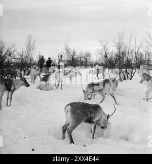 Aktuell 09-1949: Der Wolfkrieg mit Flugzeugen und Raupenfahrzeugen derzeit sind die Mitarbeiter an der Wolfsjagd in Finnmark beteiligt. - Zwei Wolfsjäger besuchen Rentierhirten John Johnsen Anti über Bævasgiedde. Die große Rentierherde weidet ruhig - es ist lange her, dass der Wolf sie stört. Diesen Winter haben die Rentierhirten Karbinen bekommen. Wenn die Sami früher Waffen erhalten hätten, hätten sie die Wolfspest allein beenden können. Foto; Sverre A. Børretzen / aktuell / NTB ***FOTO NICHT VERARBEITET*** dieser Bildtext ist automatisch übertragen Stockfoto