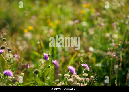Blühende Bergwiese im Deutschen hilft bei der Fokussierung auf den Vorsprung Stockfoto