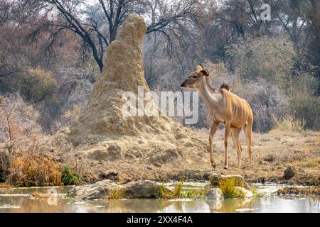 Weibliche Kudu-Antilope, in der Nähe eines Termitenhügels, Tierwelt in Namibia, Afrika Stockfoto