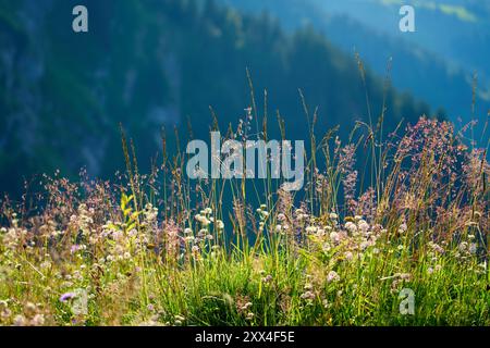 Blühende Bergwiese im Deutschen hilft bei der Fokussierung auf den Vorsprung Stockfoto