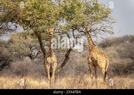 Foto von einem Paar Giraffen in der Nähe eines Baumes in der Savanne, Tierwelt und Pirschfahrt in Namibia, Afrika Stockfoto