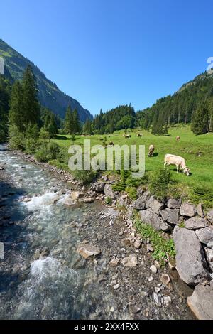 Rinderherde auf einer Weide im Rappenalpental südlich von Oberstdorf, Allgäuer Alpen, Deutschland Stockfoto