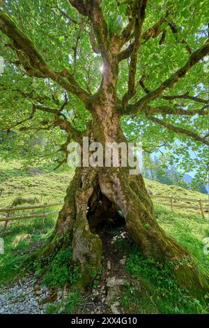 450 Jahre alter Sycamore-Ahornbaum, Pseudoplatanus in den Allgäuer Alpen bei Oberstdorf, Bayern Stockfoto