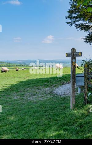 Der Monarch's Way führt nordöstlich über den Arundel Park - Arundel, South Downs National Park, West Sussex, Großbritannien. Stockfoto