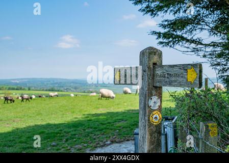 Der Monarch's Way führt nordöstlich über den Arundel Park - Arundel, South Downs National Park, West Sussex, Großbritannien. Stockfoto