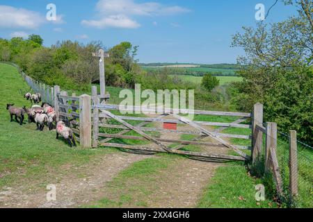 Der Monarch's Way führt nordöstlich über den Arundel Park - Arundel, South Downs National Park, West Sussex, Großbritannien. Stockfoto