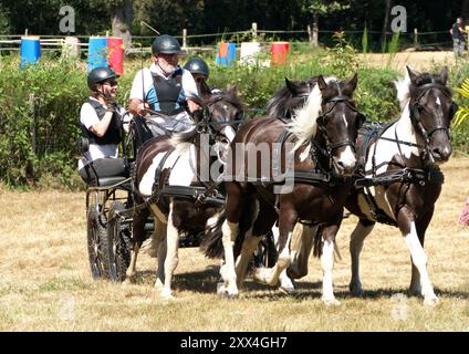 Kutschenfahren in Charente, Frankreich, mit einem Team von vier farbigen Pferden, die eine Kutsche ziehen. Stockfoto